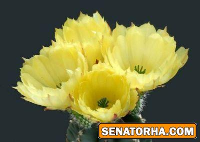 عکس زیباترین گلهایی کاکتوس