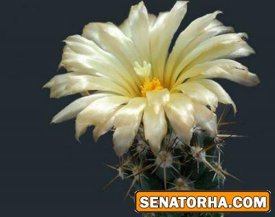 عکس زیباترین گلهایی کاکتوس