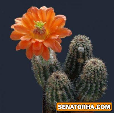 عکس زیباترین گلهایی کاکتوس