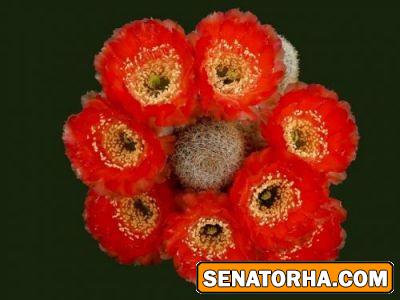 عکس زیباترین گلهایی کاکتوس