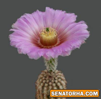 عکس زیباترین گلهایی کاکتوس