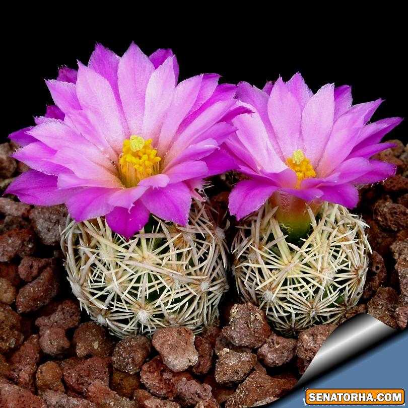 اسکوباریا نوعی کاکتوس