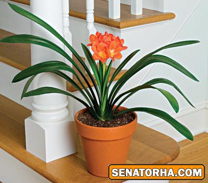 گیاه آپارتمانی خورشیدی