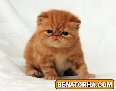 گربه ایرانی گربه ایرانی