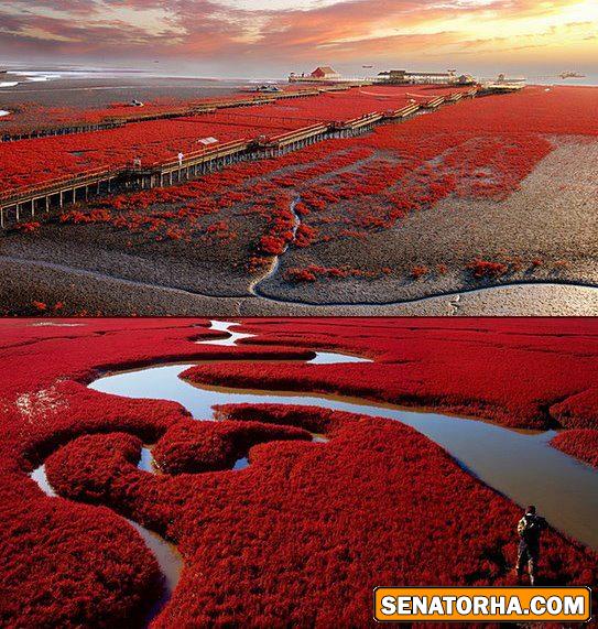 عکس زیباترین ساحل دنیا  ساحل قرمز – پانجین، چین