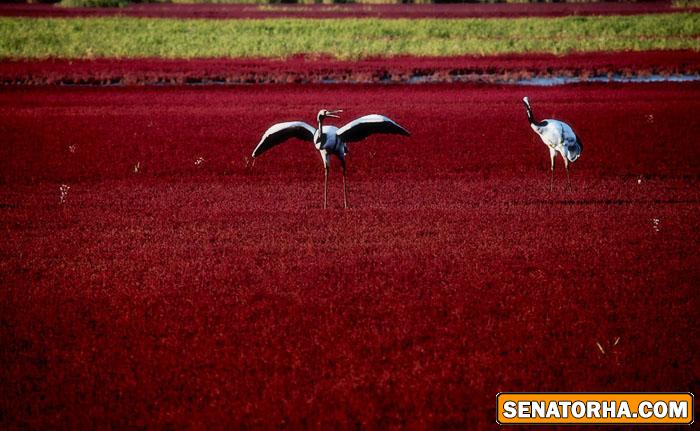 عکس زیباترین ساحل دنیا  ساحل قرمز – پانجین، چین