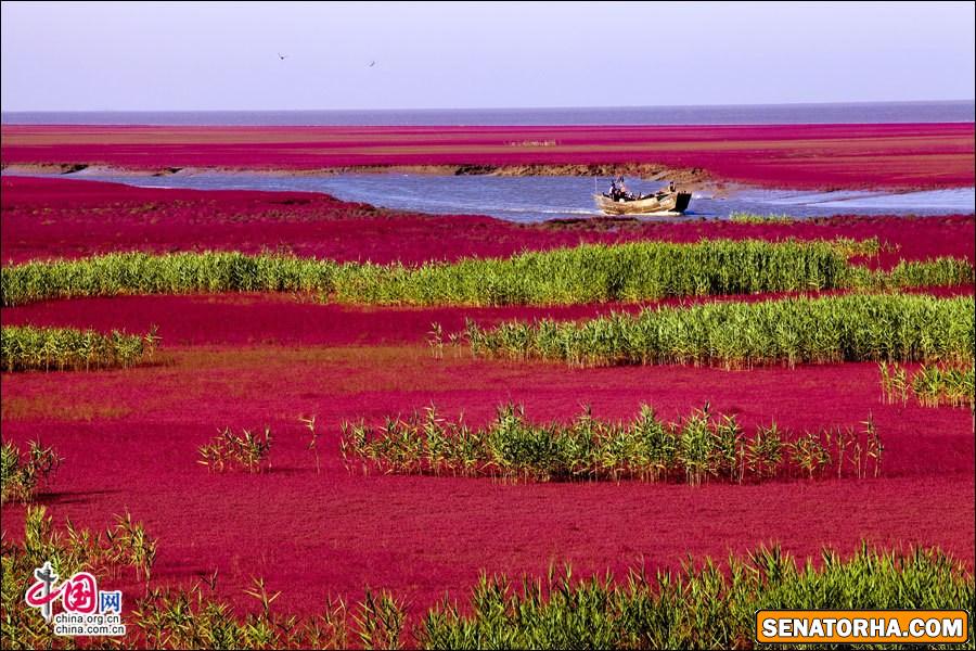 عکس زیباترین ساحل دنیا  ساحل قرمز – پانجین، چین