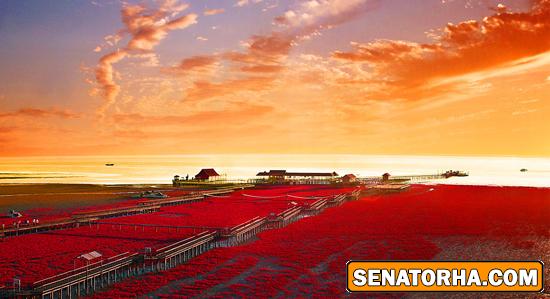 عکس زیباترین ساحل دنیا  ساحل قرمز – پانجین، چین