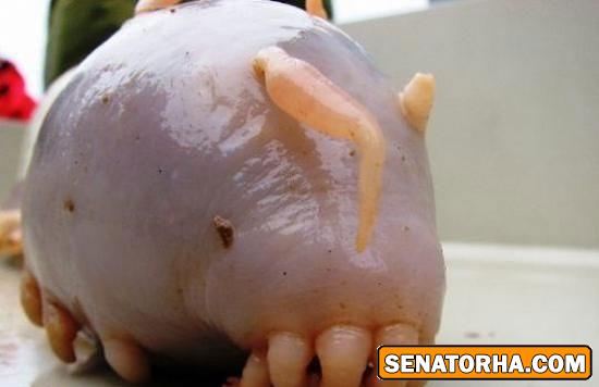 زشتترین موجود آبی زشتترین موجود آبی