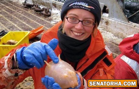 زشتترین موجود آبی زشتترین موجود آبی