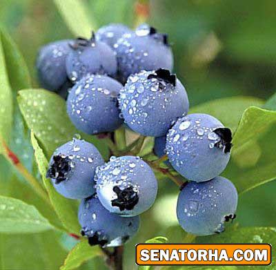 خواص اعجاب انگيز بلوبري