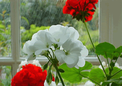 تصاوير بي نظير از بارش باران متحرك