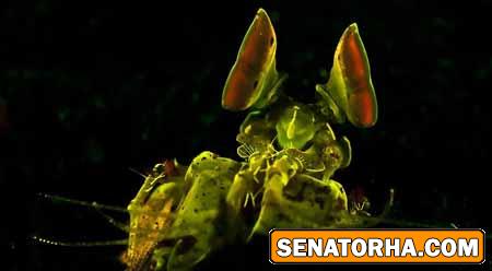 ترسناک‌ترین تصاویر از گیاهان زیر آب