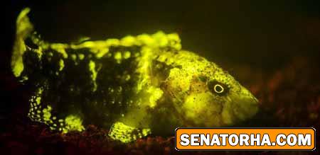 ترسناک‌ترین تصاویر از گیاهان زیر آب