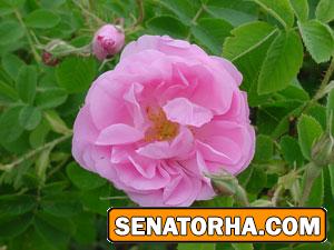 ٢ گیاه مقوی اعصاب ٢ گیاه مقوی اعصاب