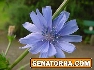 ٢ گیاه مقوی اعصاب ٢ گیاه مقوی اعصاب