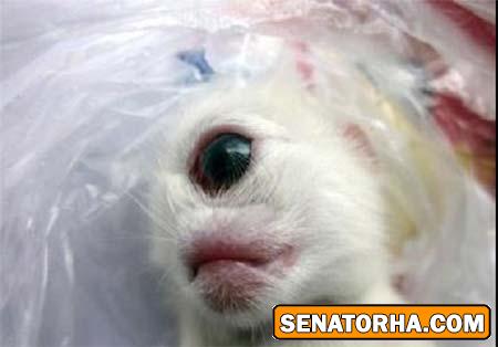 تصویر  تولد بچه گربه‌ای با یک چشم