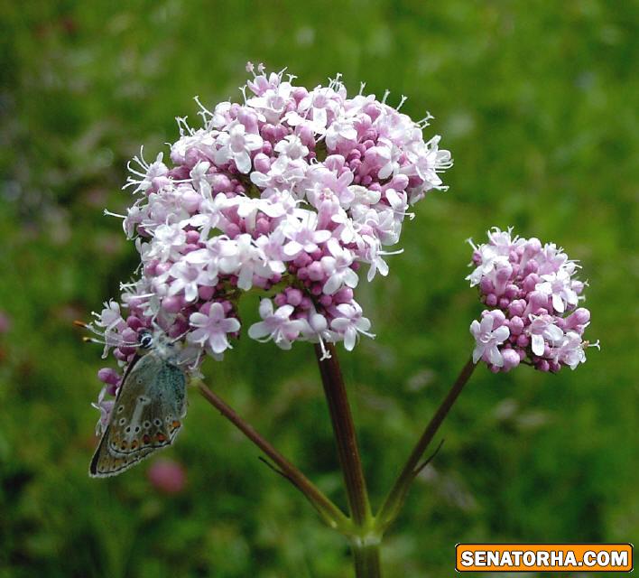 گیاهی که برای رفع بی خوابی مفید است