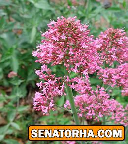 گیاهی که برای رفع بی خوابی مفید است