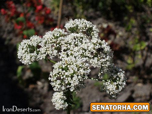 گیاهی که برای رفع بی خوابی مفید است