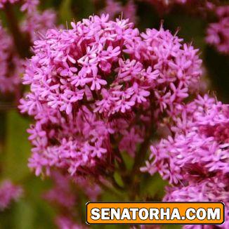 گیاهی که برای رفع بی خوابی مفید است