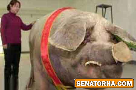 عکس غول پیکرترین حیوانات خارق العاده دنیا