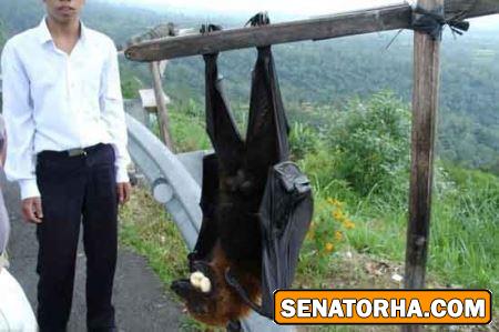 عکس غول پیکرترین حیوانات خارق العاده دنیا