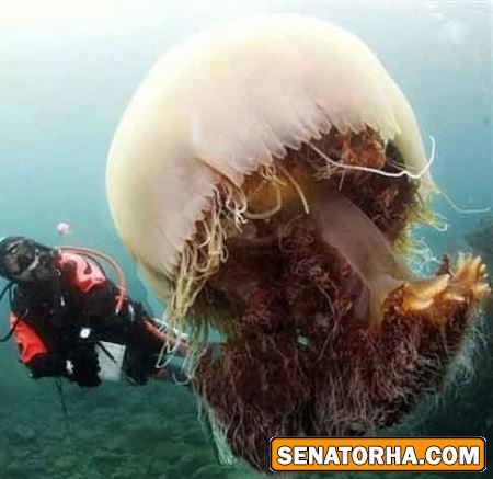 عکس غول پیکرترین حیوانات خارق العاده دنیا