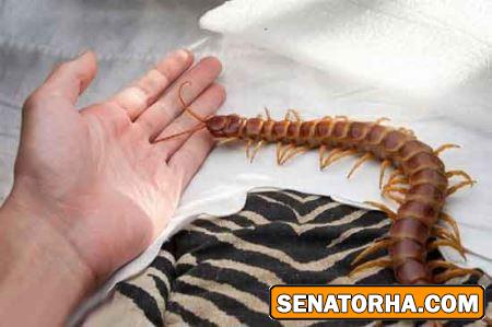 عکس غول پیکرترین حیوانات خارق العاده دنیا