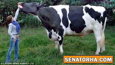 عکس غول پیکرترین حیوانات خارق العاده دنیا