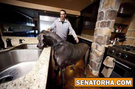 عکس غول پیکرترین حیوانات خارق العاده دنیا