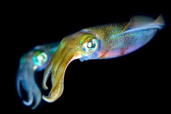 تصاویر ترسناک ترین و زیباترین هیولاهای دریا