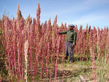  دانه کینوا یا خاویار گیاهی و خواص آن دانه کینوا یا خاویار گیاهی و خواص آن