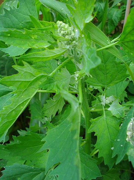  دانه کینوا یا خاویار گیاهی و خواص آن دانه کینوا یا خاویار گیاهی و خواص آن