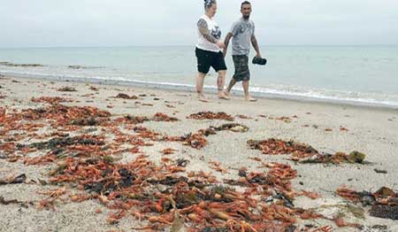 تصویر ورود هزاران خرچنگ به سواحل کالیفرنیا در اثر پدیده ال نینو