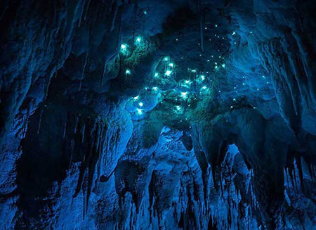 ﻿ ثصاویر زیبا از  غار همیشه درخشان وایتومو گلوورم در نیوزلند