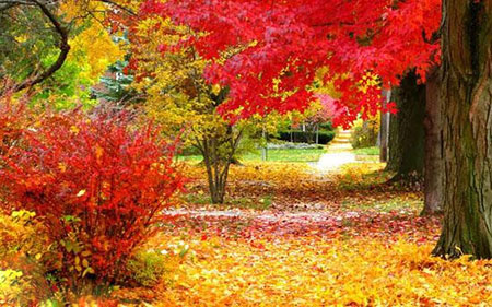 شهر «آن آربور» در ایالت میشیگان آمریکا زیباترین پاییز را دارد