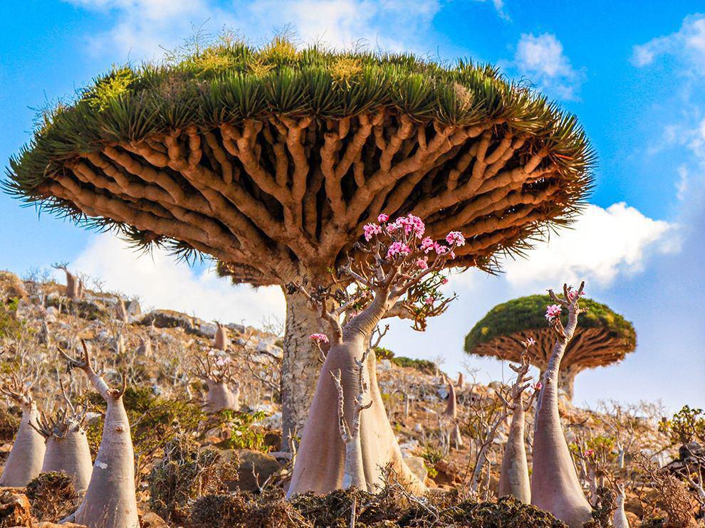 عکس درختان عجیب و زیبا در یمن