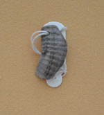 تاریخ کامل ایران از دوران پارینه سنگی تا پایان مشروطه