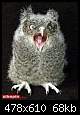 برای دیدن سایز بزرگ روی عکس کلیک کنید

نام:  owl(2).jpg
مشاهده: 63
حجم:  68.2 کیلوبایت