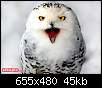 برای دیدن سایز بزرگ روی عکس کلیک کنید

نام:  owl(6).jpg
مشاهده: 36
حجم:  44.7 کیلوبایت