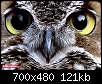 برای دیدن سایز بزرگ روی عکس کلیک کنید

نام:  owl(7).jpg
مشاهده: 61
حجم:  120.6 کیلوبایت