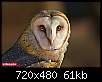 برای دیدن سایز بزرگ روی عکس کلیک کنید

نام:  owl(14).jpg
مشاهده: 43
حجم:  61.3 کیلوبایت