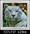 برای دیدن سایز بزرگ روی عکس کلیک کنید

نام:  tiger (1).jpg
مشاهده: 40
حجم:  129.0 کیلوبایت