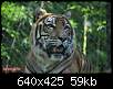 برای دیدن سایز بزرگ روی عکس کلیک کنید

نام:  tiger (4).jpg
مشاهده: 35
حجم:  59.4 کیلوبایت