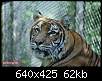 برای دیدن سایز بزرگ روی عکس کلیک کنید

نام:  tiger (5).jpg
مشاهده: 34
حجم:  62.1 کیلوبایت