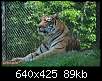 برای دیدن سایز بزرگ روی عکس کلیک کنید

نام:  tiger (6).jpg
مشاهده: 32
حجم:  89.3 کیلوبایت