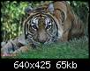 برای دیدن سایز بزرگ روی عکس کلیک کنید

نام:  tiger (8).jpg
مشاهده: 31
حجم:  65.2 کیلوبایت