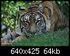 برای دیدن سایز بزرگ روی عکس کلیک کنید

نام:  tiger (9).jpg
مشاهده: 39
حجم:  64.2 کیلوبایت