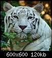 برای دیدن سایز بزرگ روی عکس کلیک کنید

نام:  tiger (12).jpg
مشاهده: 41
حجم:  120.5 کیلوبایت
